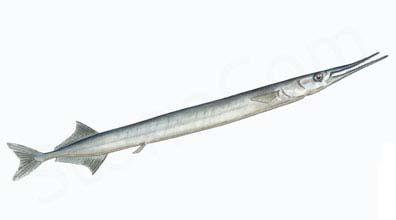 Fiske rekord