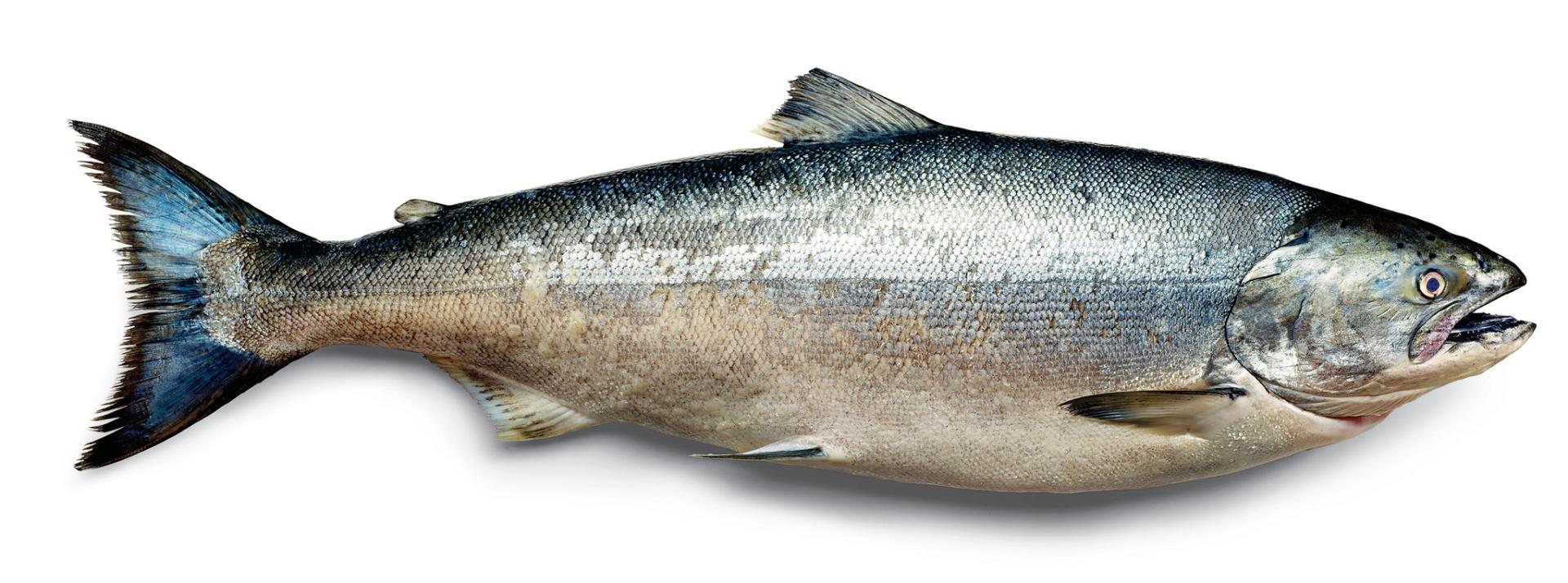 Fiske rekord