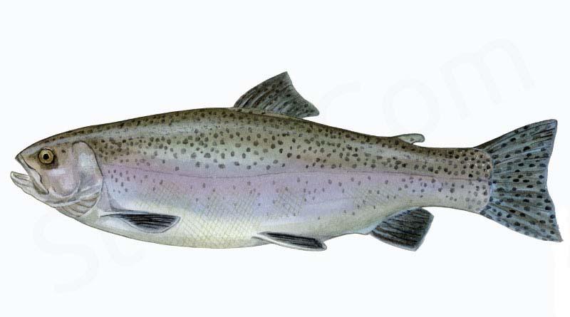 Fiske rekord
