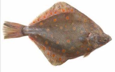 Fiske rekord