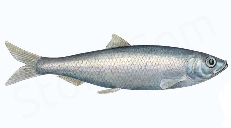 Fiske rekord